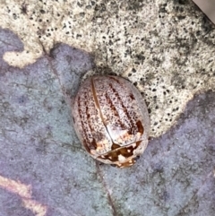 Paropsisterna m-fuscum (Eucalyptus Leaf Beetle) at Mount Jerrabomberra - 23 Sep 2022 by Steve_Bok