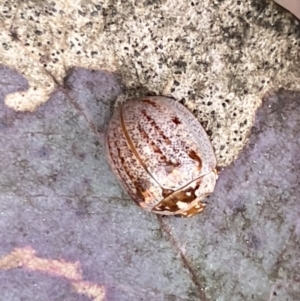 Paropsisterna m-fuscum at Jerrabomberra, NSW - 23 Sep 2022