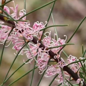 Hakea sp. at O'Connor, ACT - 22 Sep 2022