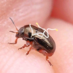 Ditropidus sp. (genus) (Leaf beetle) at O'Connor, ACT - 22 Sep 2022 by ConBoekel