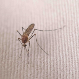 Aedes sp. (genus) at O'Connor, ACT - 22 Sep 2022