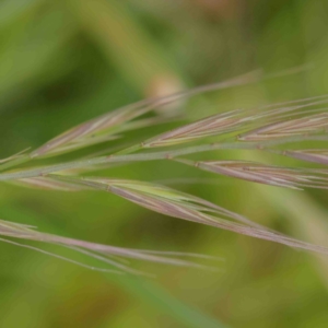 Bromus diandrus at O'Connor, ACT - 22 Sep 2022 03:49 PM