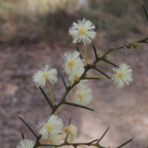 Acacia genistifolia at Crace, ACT - 27 Aug 2022