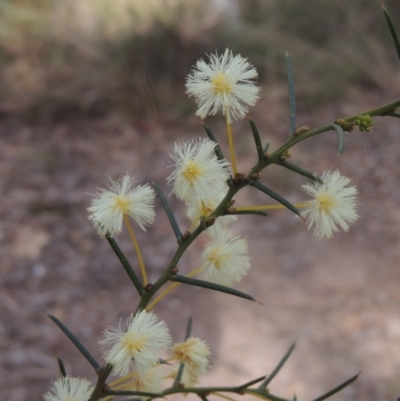 Acacia genistifolia (Early Wattle) at Crace, ACT - 27 Aug 2022 by michaelb