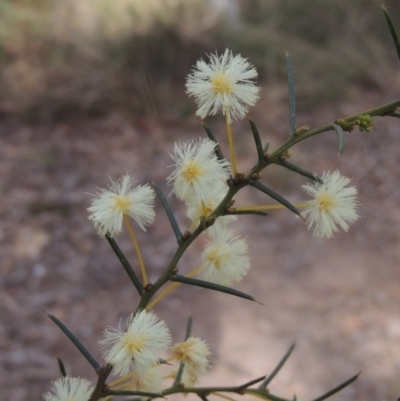 Acacia genistifolia (Early Wattle) at Crace, ACT - 27 Aug 2022 by MichaelBedingfield