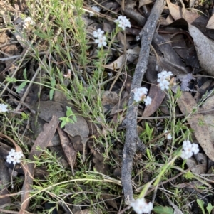 Leucopogon virgatus at Aranda, ACT - 25 Sep 2022