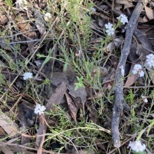 Leucopogon virgatus at Aranda, ACT - 25 Sep 2022