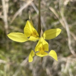 Diuris chryseopsis at Bonner, ACT - 25 Sep 2022