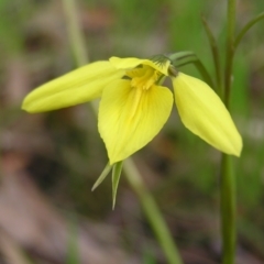 Diuris chryseopsis (Golden Moth) at Kambah, ACT - 23 Sep 2022 by MatthewFrawley