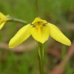 Diuris chryseopsis at Kambah, ACT - 23 Sep 2022