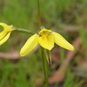 Diuris chryseopsis at Kambah, ACT - 23 Sep 2022