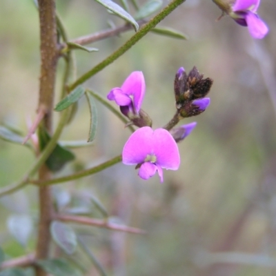 Glycine clandestina (Twining Glycine) at Kambah, ACT - 23 Sep 2022 by MatthewFrawley