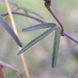 Glycine clandestina at Kambah, ACT - 23 Sep 2022