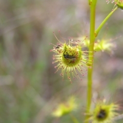 Drosera gunniana (Pale Sundew) at Mount Taylor - 23 Sep 2022 by MatthewFrawley