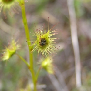 Drosera gunniana at Kambah, ACT - 23 Sep 2022