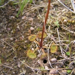 Drosera gunniana at Kambah, ACT - 23 Sep 2022