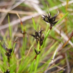 Schoenus apogon at Kambah, ACT - 23 Sep 2022 04:20 PM