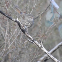 Hylacola pyrrhopygia (Chestnut-rumped Heathwren) at Carwoola, NSW - 24 Sep 2022 by Liam.m