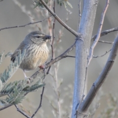 Hylacola pyrrhopygia at Carwoola, NSW - 24 Sep 2022