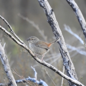 Hylacola pyrrhopygia at Carwoola, NSW - 24 Sep 2022