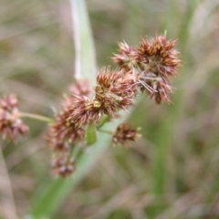 Luzula densiflora (Dense Wood-rush) at Mount Taylor - 23 Sep 2022 by MatthewFrawley