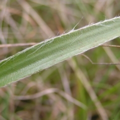 Luzula densiflora at Kambah, ACT - 23 Sep 2022