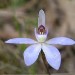 Cyanicula caerulea (Blue Fingers, Blue Fairies) at Mount Taylor - 23 Sep 2022 by MatthewFrawley