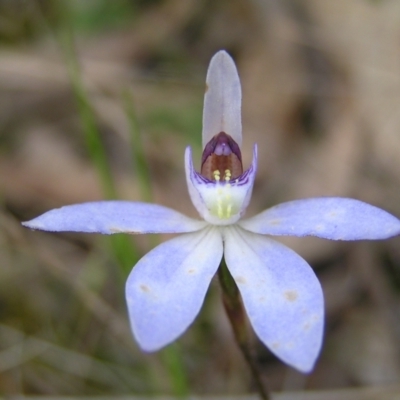 Cyanicula caerulea (Blue Fingers, Blue Fairies) at Mount Taylor - 23 Sep 2022 by MatthewFrawley