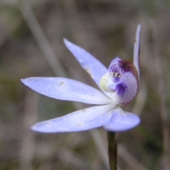 Cyanicula caerulea at Kambah, ACT - suppressed