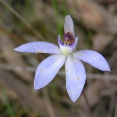 Cyanicula caerulea at Kambah, ACT - suppressed