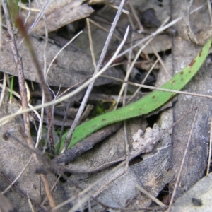 Cyanicula caerulea at Kambah, ACT - suppressed