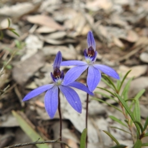 Cyanicula caerulea at Carwoola, NSW - 22 Sep 2022