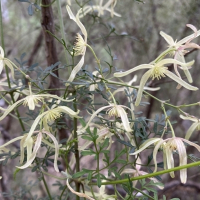 Clematis leptophylla (Small-leaf Clematis, Old Man's Beard) at Jerrabomberra, NSW - 23 Sep 2022 by SteveBorkowskis