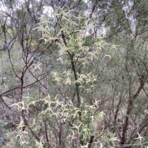 Clematis leptophylla at Jerrabomberra, NSW - 23 Sep 2022