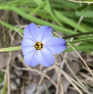 Ipheion uniflorum at Jerrabomberra, NSW - 23 Sep 2022