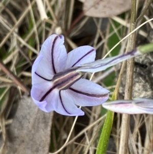 Ipheion uniflorum at Jerrabomberra, NSW - 23 Sep 2022