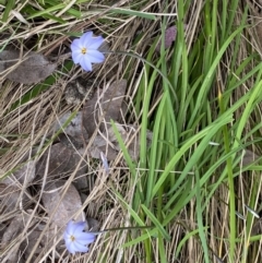 Ipheion uniflorum at Jerrabomberra, NSW - 23 Sep 2022