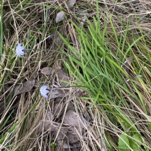 Ipheion uniflorum at Jerrabomberra, NSW - 23 Sep 2022