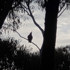 Callocephalon fimbriatum (Gang-gang Cockatoo) at Acton, ACT - 22 Sep 2022 by LD12