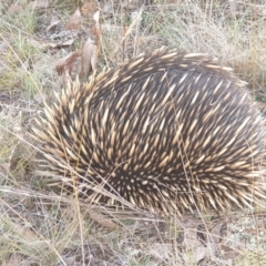 Tachyglossus aculeatus (Short-beaked Echidna) at Throsby, ACT - 10 Jul 2022 by LD12