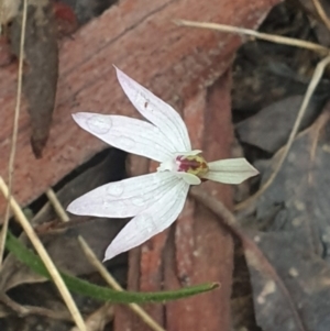 Caladenia fuscata at Acton, ACT - 23 Sep 2022