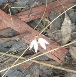 Caladenia fuscata at Acton, ACT - 23 Sep 2022