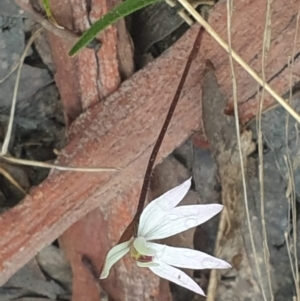 Caladenia fuscata at Acton, ACT - 23 Sep 2022