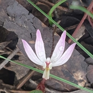 Caladenia fuscata at Acton, ACT - 23 Sep 2022