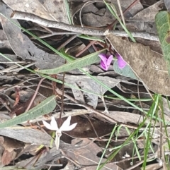 Caladenia fuscata at Acton, ACT - suppressed