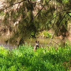 Wallabia bicolor at Latham, ACT - 18 Sep 2022 10:00 AM