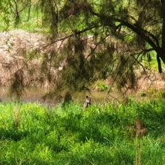 Wallabia bicolor at Latham, ACT - 18 Sep 2022 10:00 AM