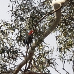 Callocephalon fimbriatum (Gang-gang Cockatoo) at Turner, ACT - 1 Sep 2022 by LD12