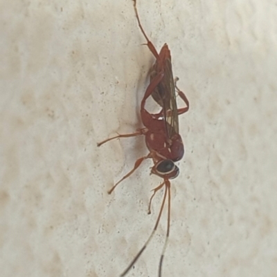 Stiromesostenus sp. (genus) (An ichneumon wasp) at Turner, ACT - 29 Aug 2022 by LD12