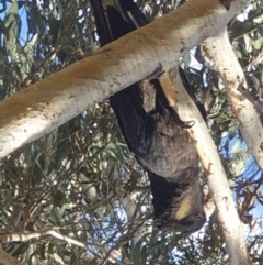 Zanda funerea (Yellow-tailed Black-Cockatoo) at Turner, ACT - 18 Aug 2022 by LD12